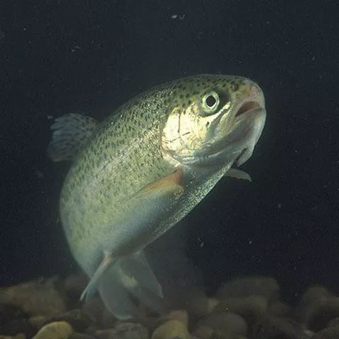 Imagen de un pescado