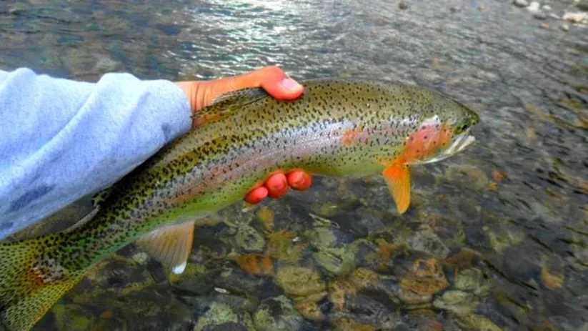 Imagen de una persona cogiendo un pescado