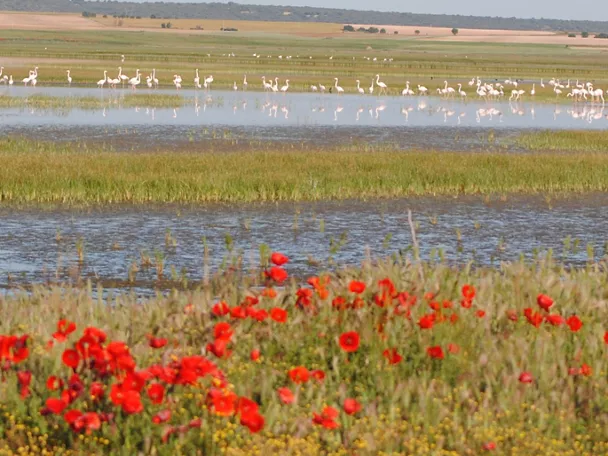 Amapolas junto a la laguna de El Hito