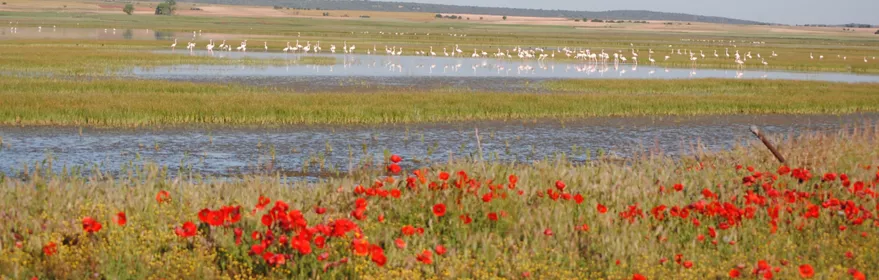 Amapolas junto a la laguna de El Hito