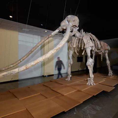 Esqueleto de un anancus en el Museo de Ciudad Real