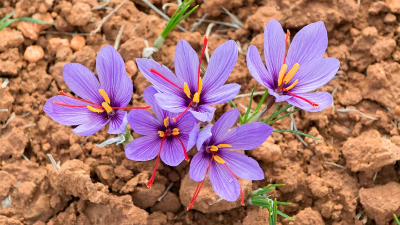 flores de azafrán de madridejos