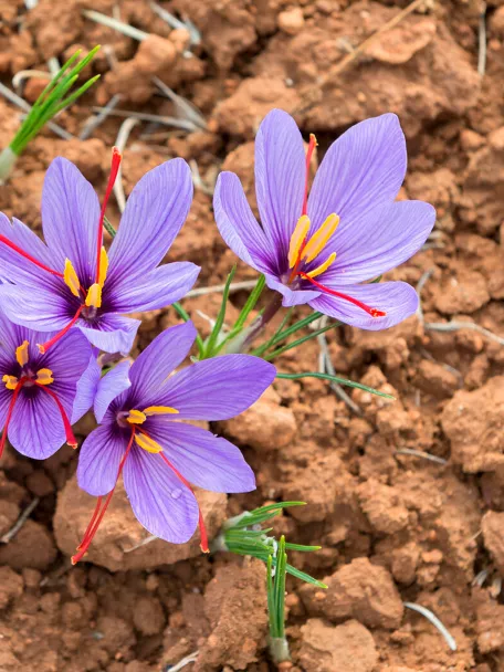 flores de azafrán de madridejos