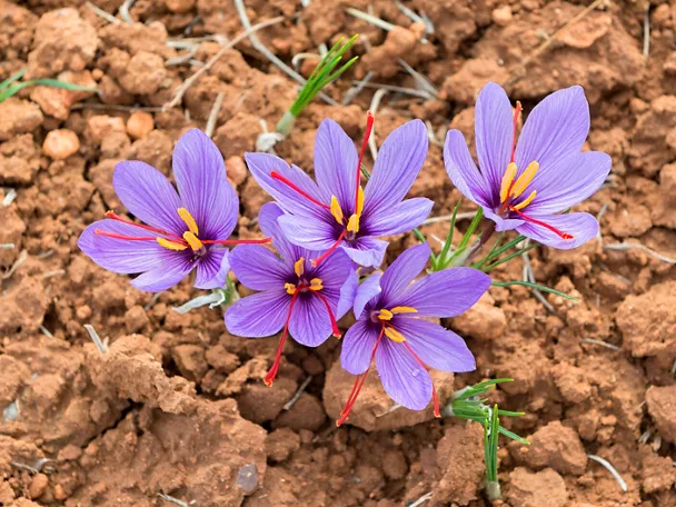 flores de azafrán de madridejos