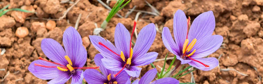 flores de azafrán de madridejos