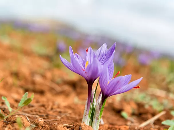 Azafrán de la Mancha