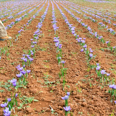 Imagen de cultivo de azafrán