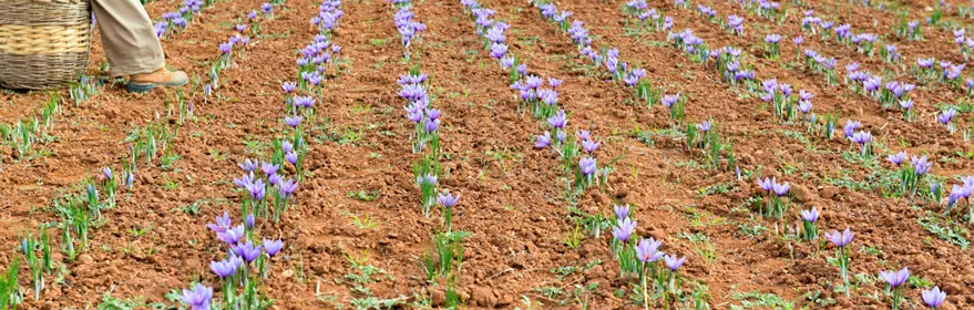 Imagen de cultivo de azafrán