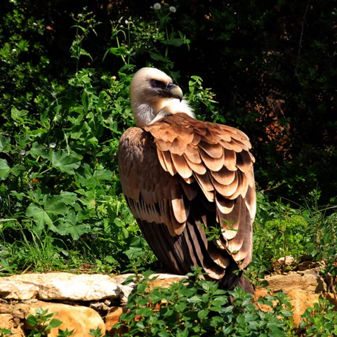 Imagen de un buitre posado