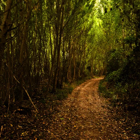 Imagen de un camino por un bosque