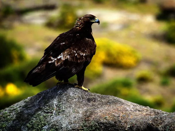 Imagen de un ave en una roca