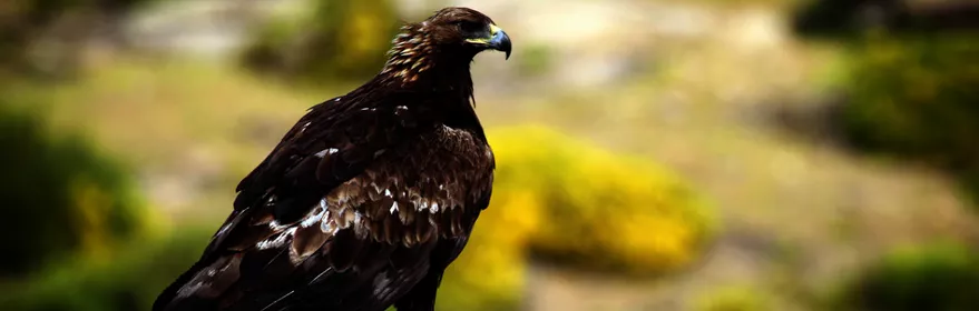 Imagen de un ave en una roca