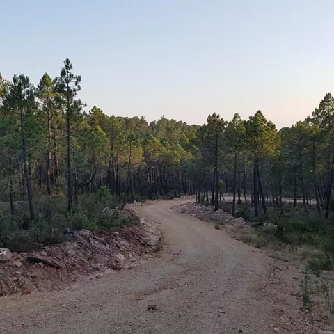Ruta de senderismo hacia el Abrigo del Tío Modesto en Henarejos
