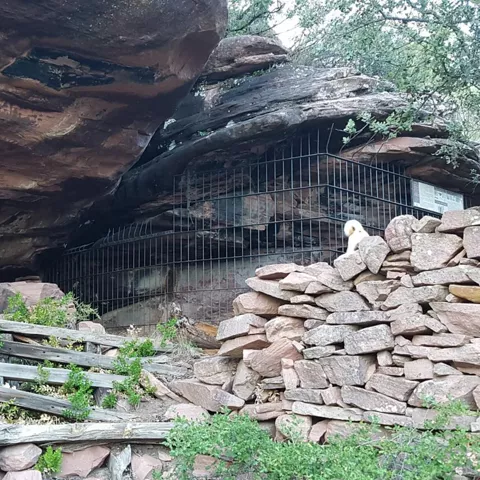 Abrigo rupestre del Tío Modesto en Henarejos, Cuenca
