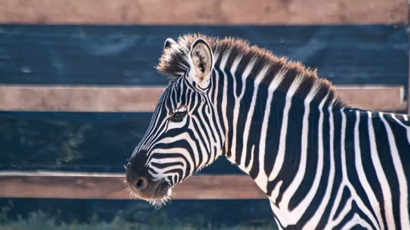Cebra de perfil con rayas blancas y negras en un cercado