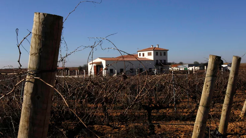 Imagen viñedos bodegas Illana