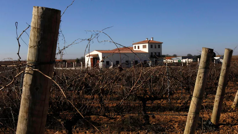 Imagen viñedo bodegas illana