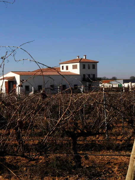 Imagen viñedo bodegas illana