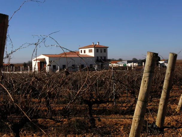 Imagen viñedo bodegas illana