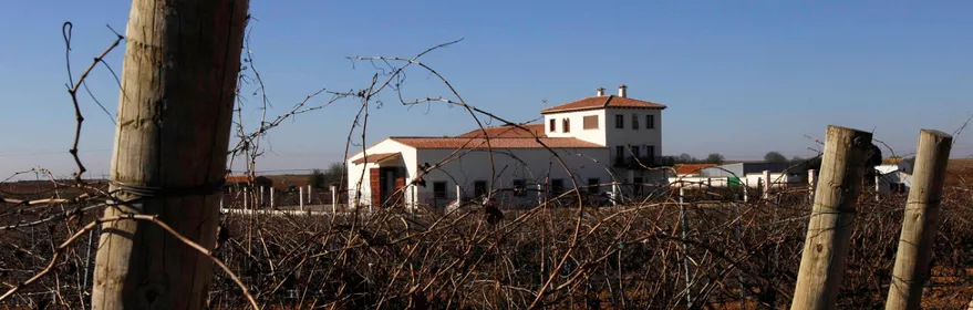 Imagen viñedo bodegas illana
