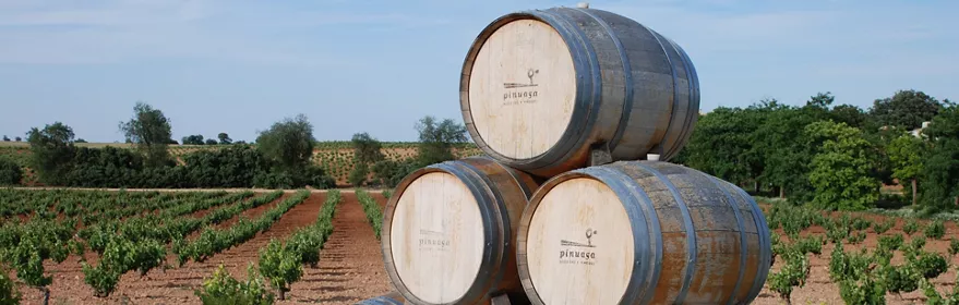 bodegas-y-vinedos-pinuaga.jpg
