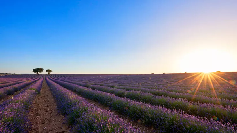 Puesta de sol en los campos de lavanda de Brihuega