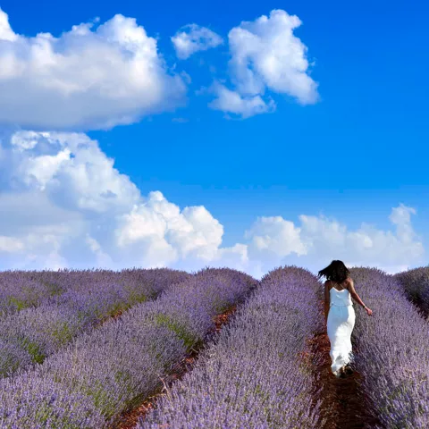 Campos de lavanda en Brihuega