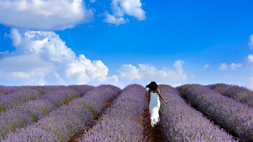 Campos de lavanda en Brihuega