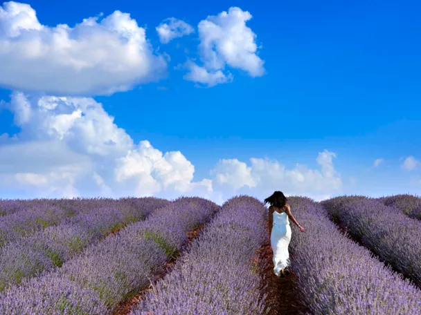 Campos de lavanda en Brihuega