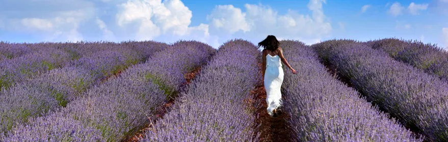 Campos de lavanda en Brihuega