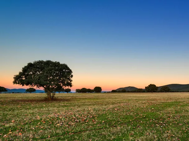 Imagen de una pradera en Cabañeros