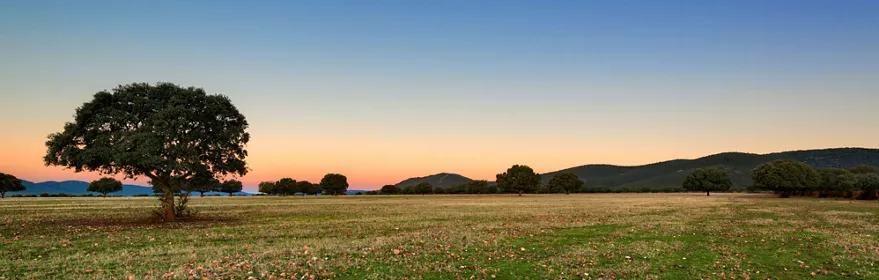 Imagen de una pradera en Cabañeros