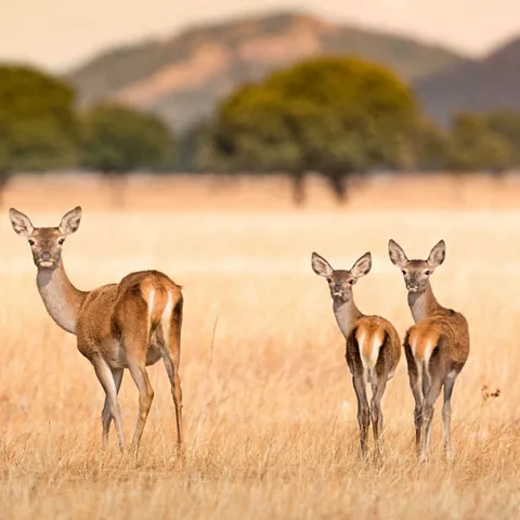 Imagen de 3 ciervos en una pradera en Cabañeros