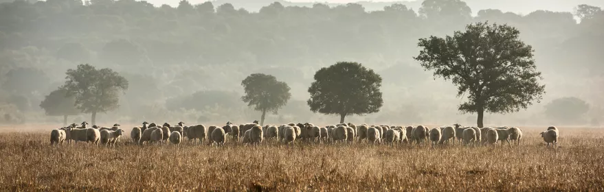 calzada calatrava ovejas 1.jpg
