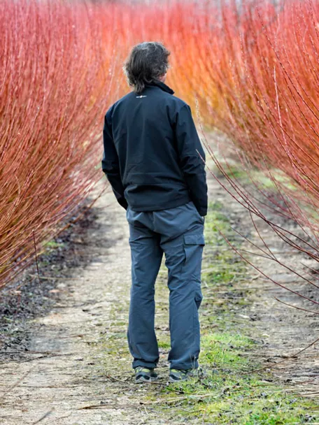 Paseante en un campo de mimbre de Cañamares