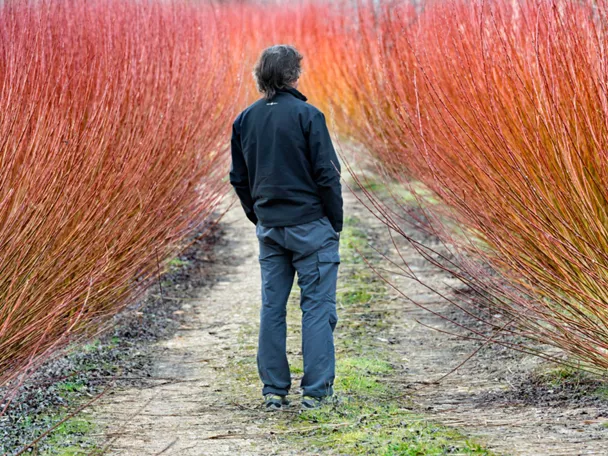Paseante en un campo de mimbre de Cañamares