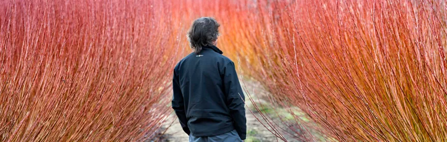 Paseante en un campo de mimbre de Cañamares