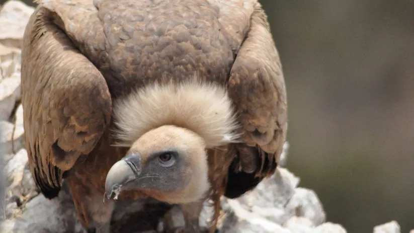 Imagen de un ave de cerca