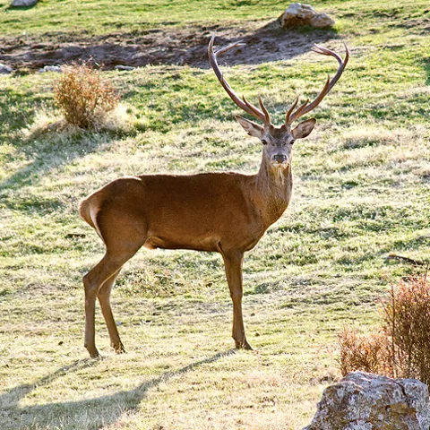 Imagen de un animal con gran cornamenta