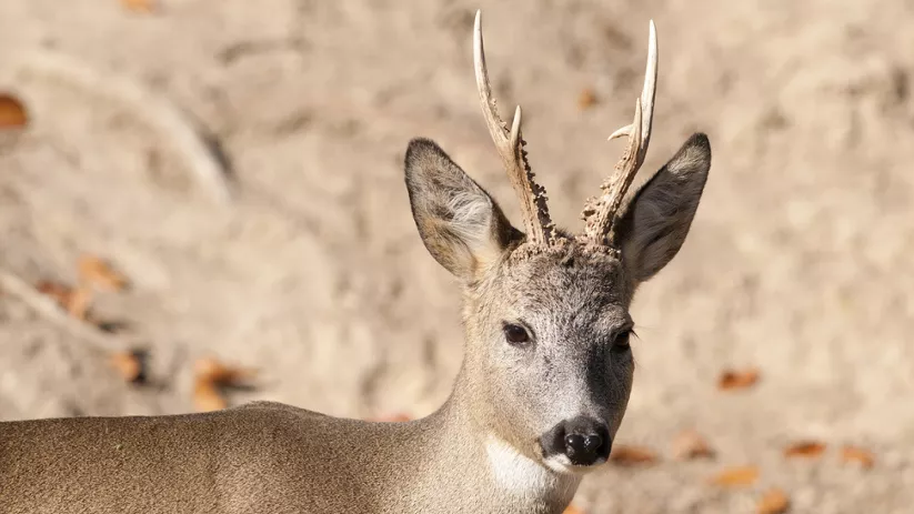 Imagen de un animal de cerca con cornamenta pequeña