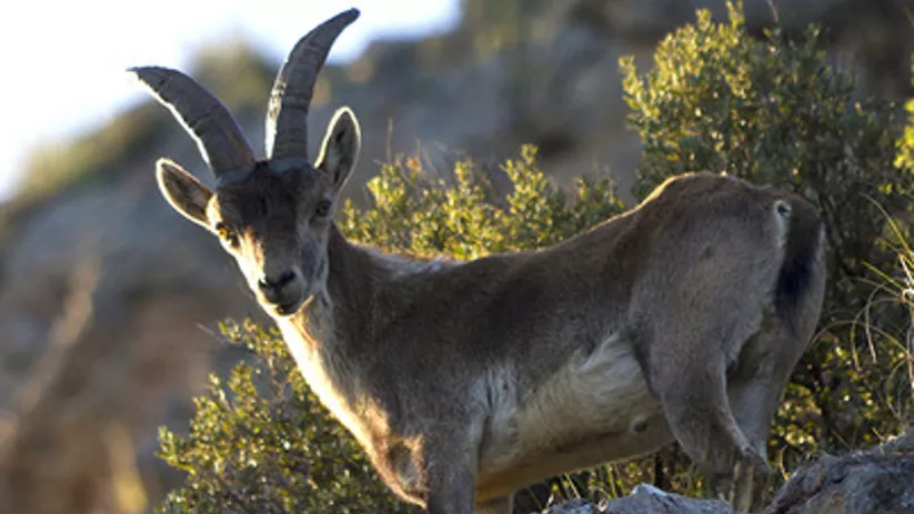 Imagen de una cabra montesa