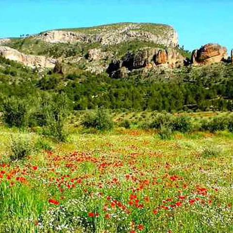 Imagen de campo con flores de la microrreserva