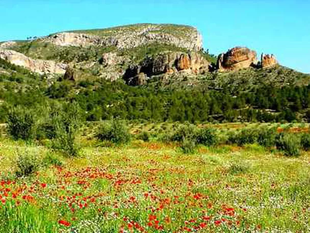 Imagen de campo con flores de la microrreserva