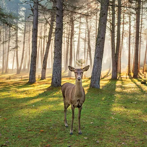 Imagen de un Ciervo en el Hosquillo