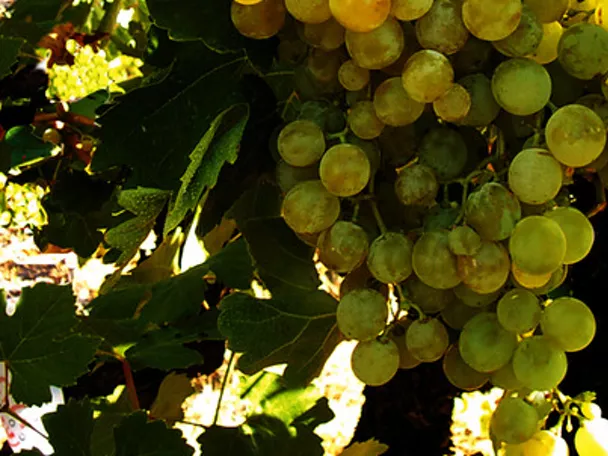 Zoom de un racimo de uvas