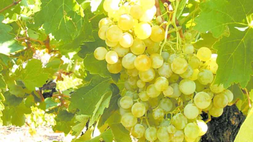 Otra imagen de racimo de uvas ampliada