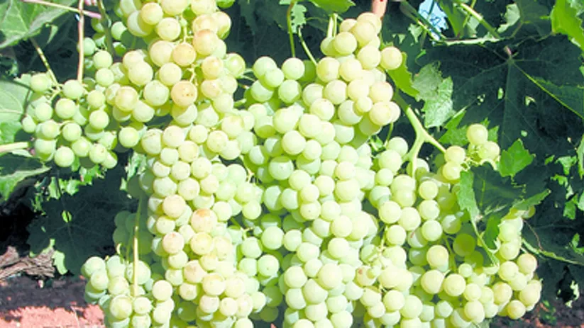 Imagen de racimo de uvas ampliada