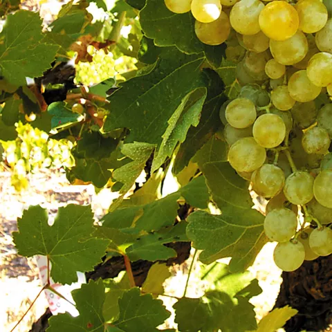 Imagen de un racimo de uvas