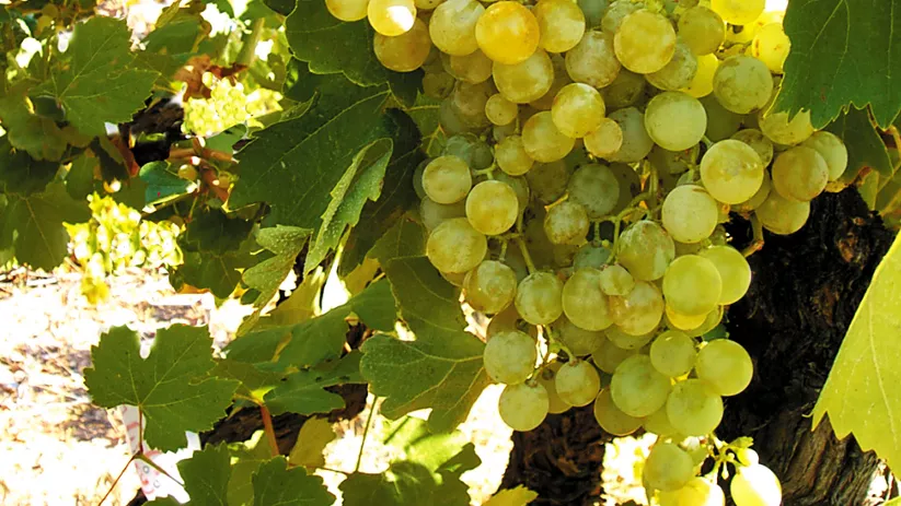 Imagen de un racimo de uvas