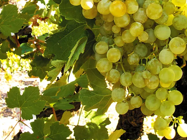 Imagen de un racimo de uvas